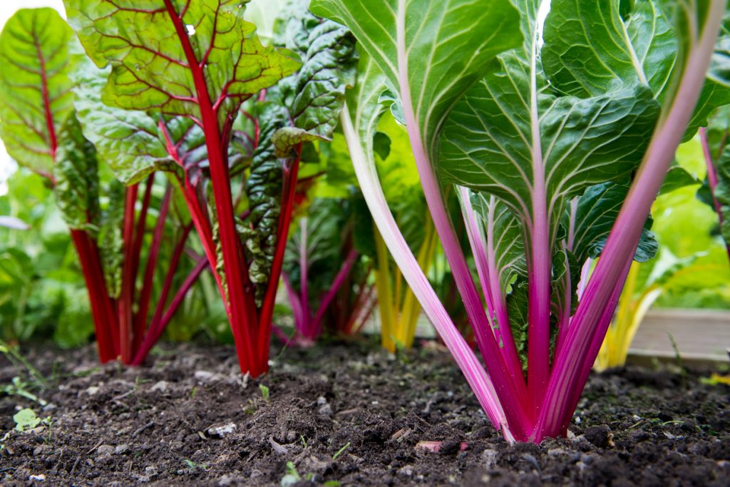 Mangoldpflanzen mit roten, pinken und gelben Stielen wachsen dicht im Gartenboden.