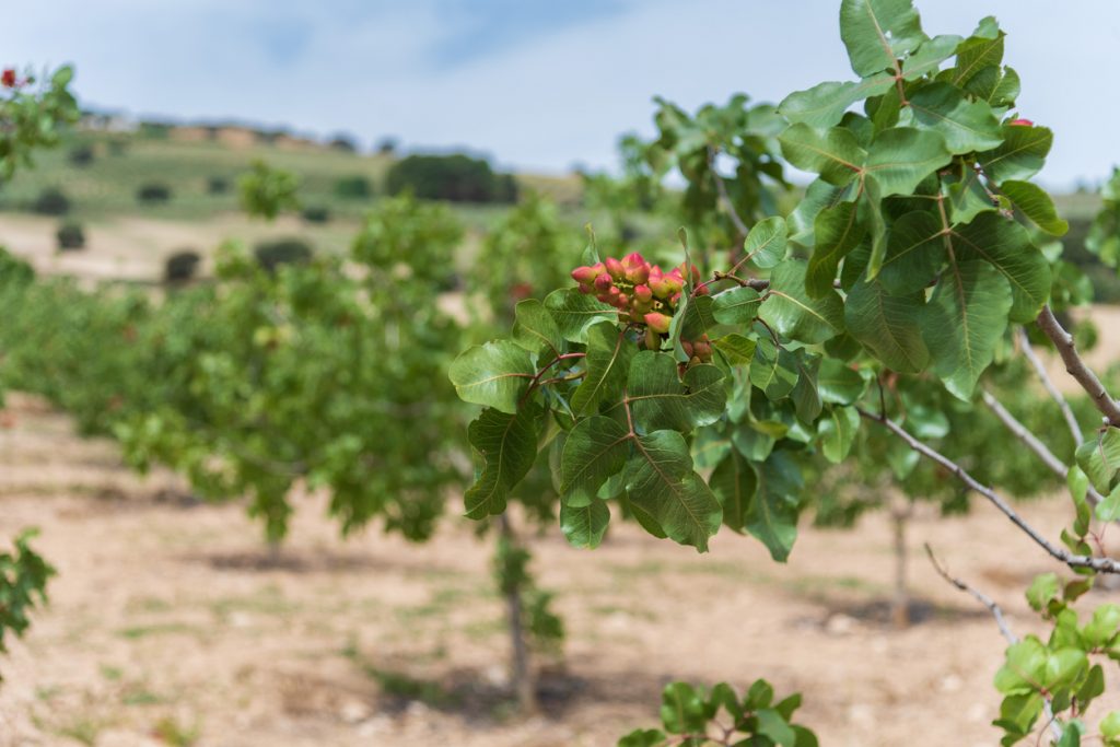 Nahaufnahme eines Pistazienzweigs mit rötlich-grünen Fruchtständen vor unscharfen Reihen weiterer Bäume.