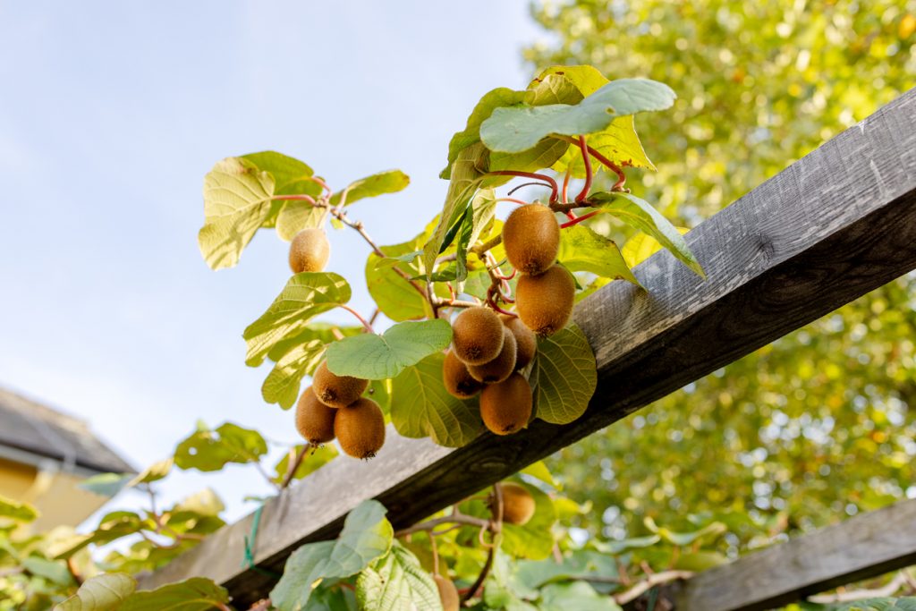 Mehrere Kiwis hängen an Ranken mit grünen Blättern im Garten.