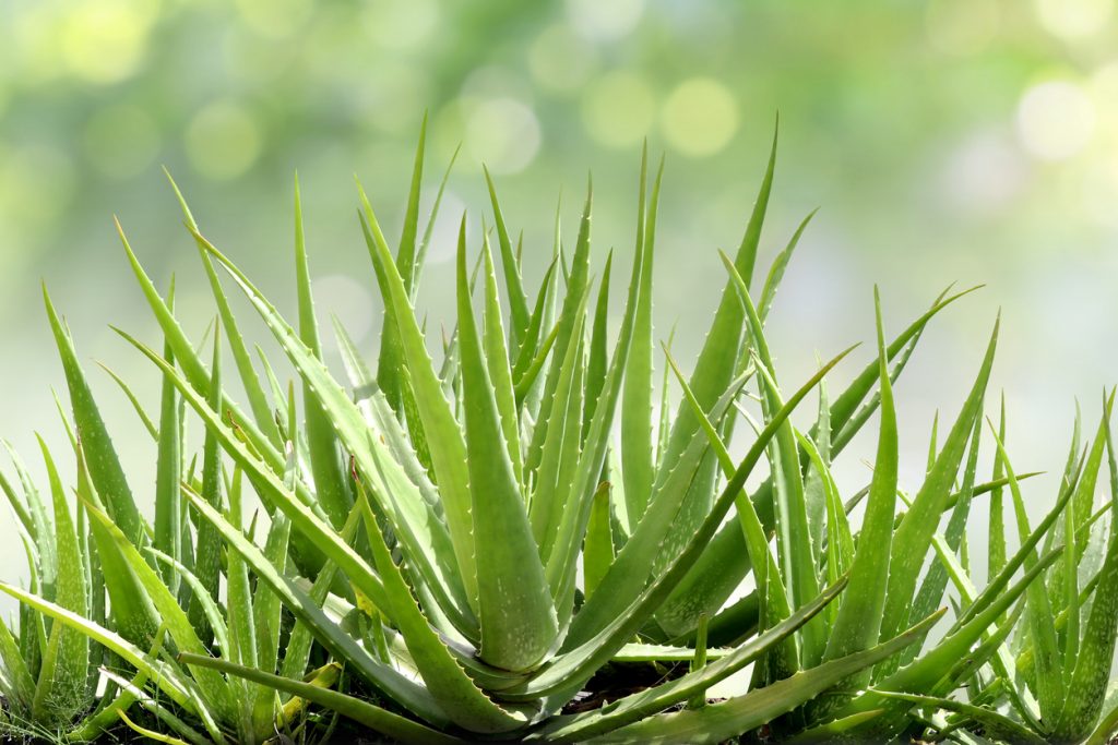 Grüne Aloe-vera-Rosette mit langen, leicht gezahnten Blättern vor weichem Bokeh.