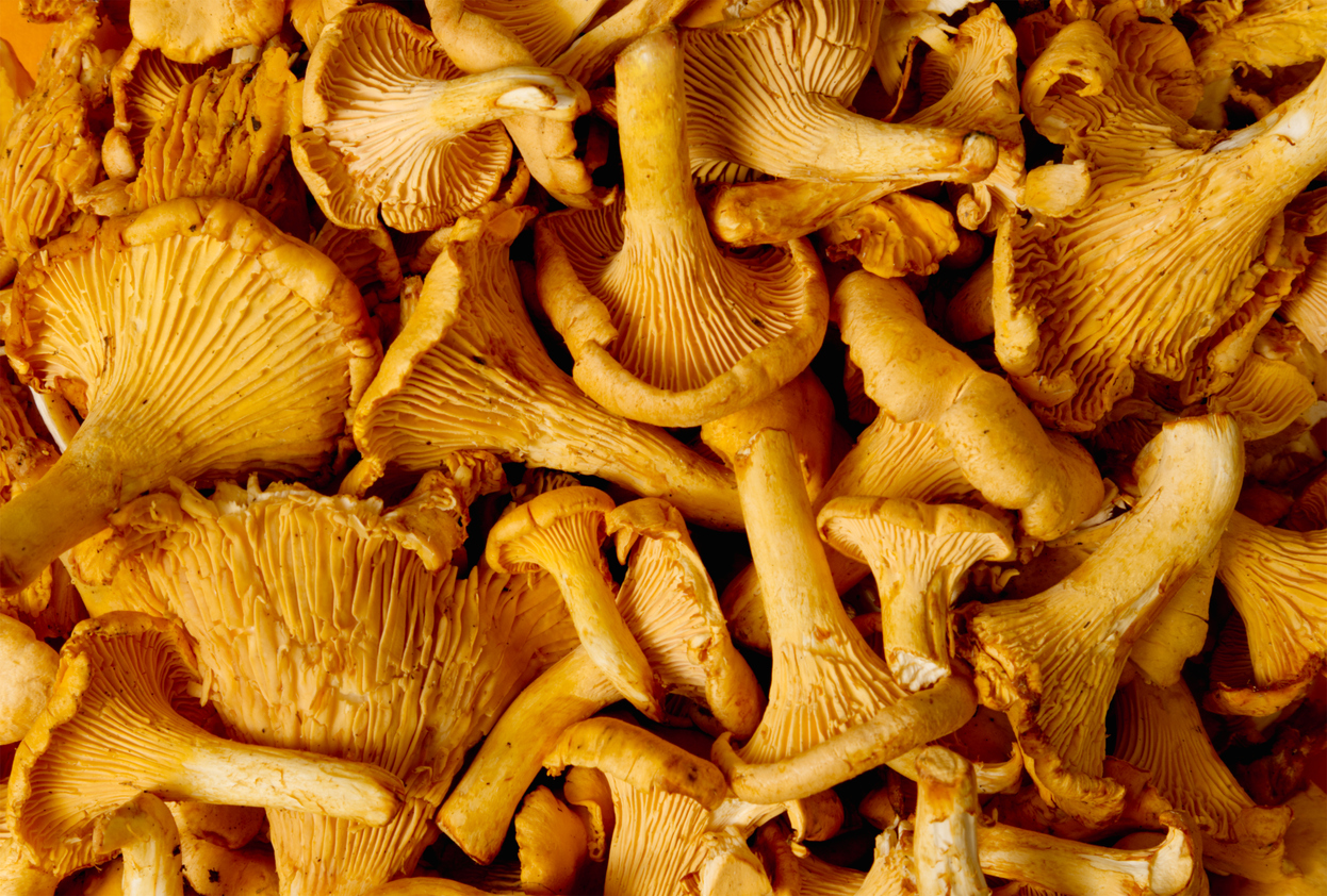 Nahaufnahme vieler goldgelber Pfifferlinge mit deutlich sichtbaren Leisten.