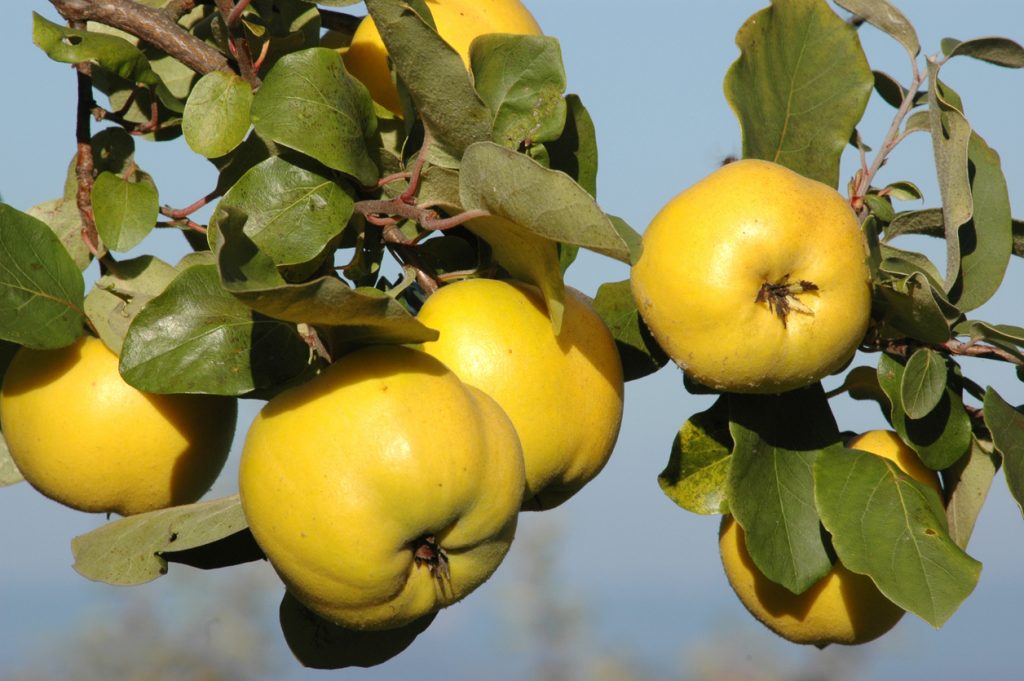 Mehrere gelbe Quitten hängen mit grünen Blättern am Baum.