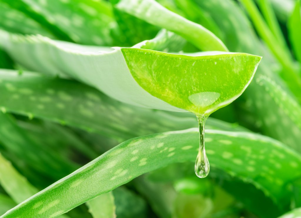 Ein angeschnittenes Aloe-vera-Blatt gibt einen klaren Gel-Tropfen ab.