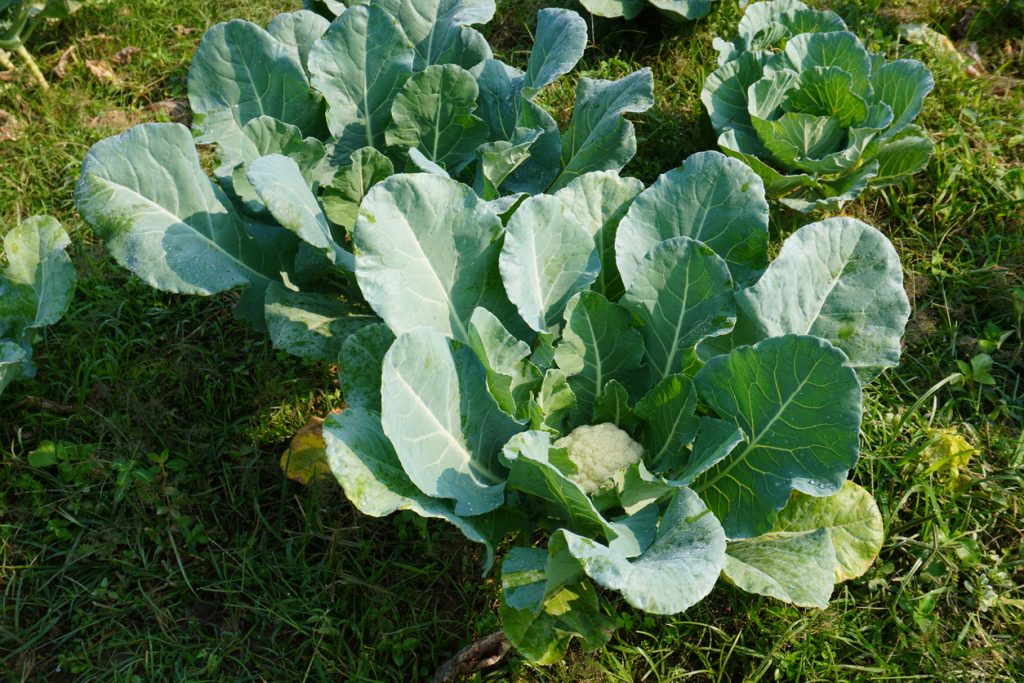Grüne Blätter umschließen einen wachsenden Blumenkohlkopf im Freiland.