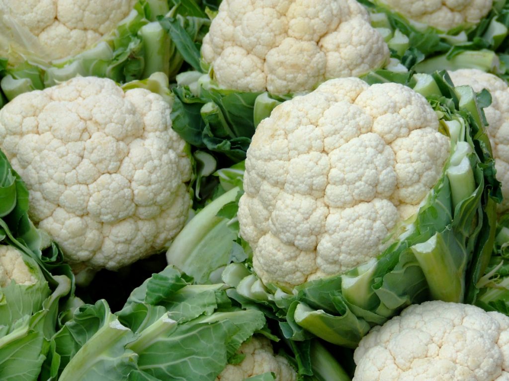 Mehrere weiße Blumenkohlköpfe liegen dicht nebeneinander zwischen grünen Blättern.