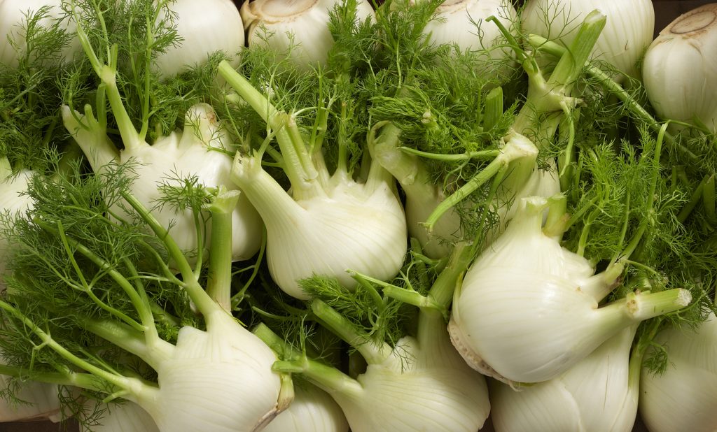 Ein großer Haufen Fenchelknollen mit feinem Kraut füllt das Bild.