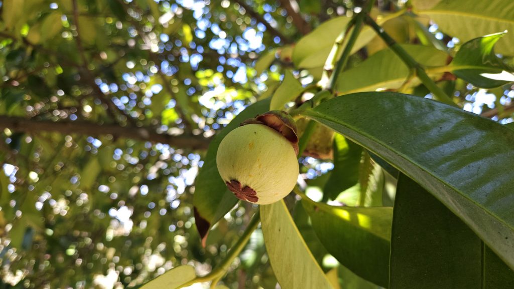 Unreife Mangostan hängt zwischen glänzenden Blättern am Baum.