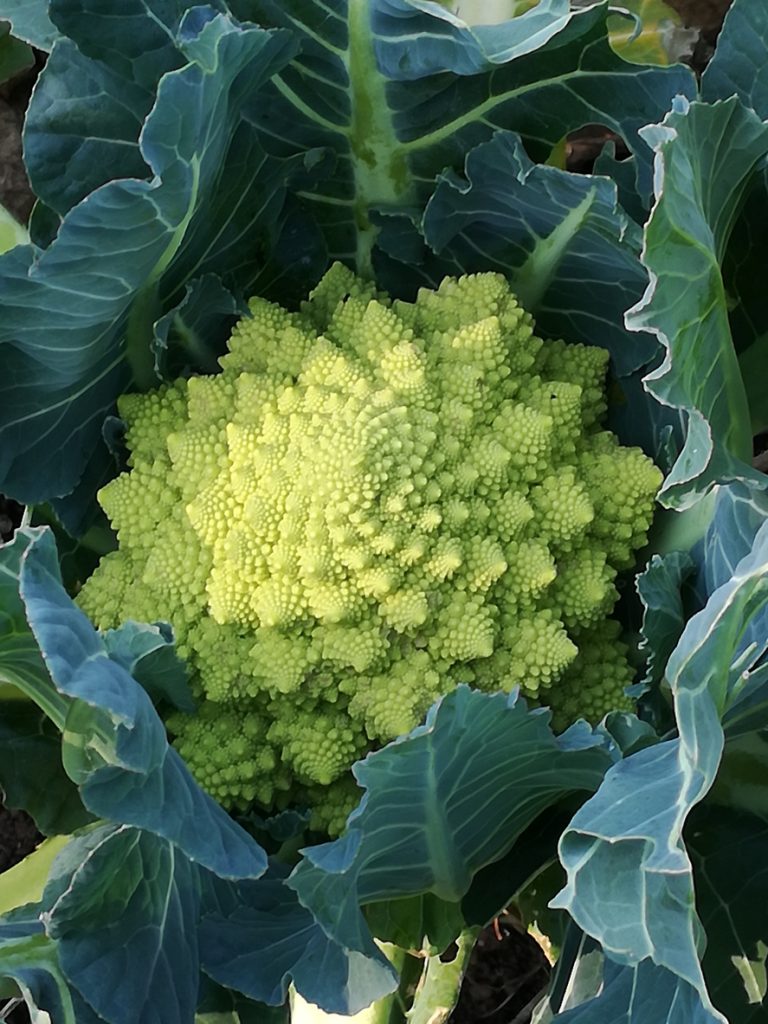 Ein Romanesco-Kopf ist von großen blaugrünen Blättern umhüllt.