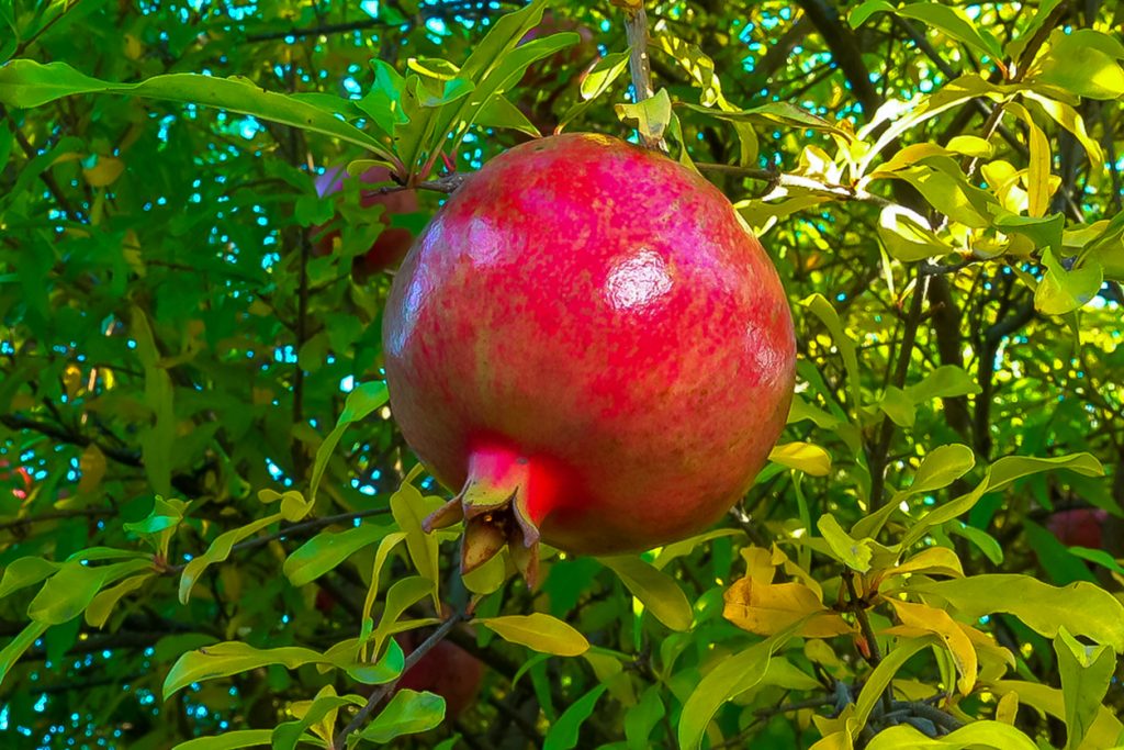 Ein roter Granatapfel hängt zwischen grünen Blättern im Sonnenlicht.