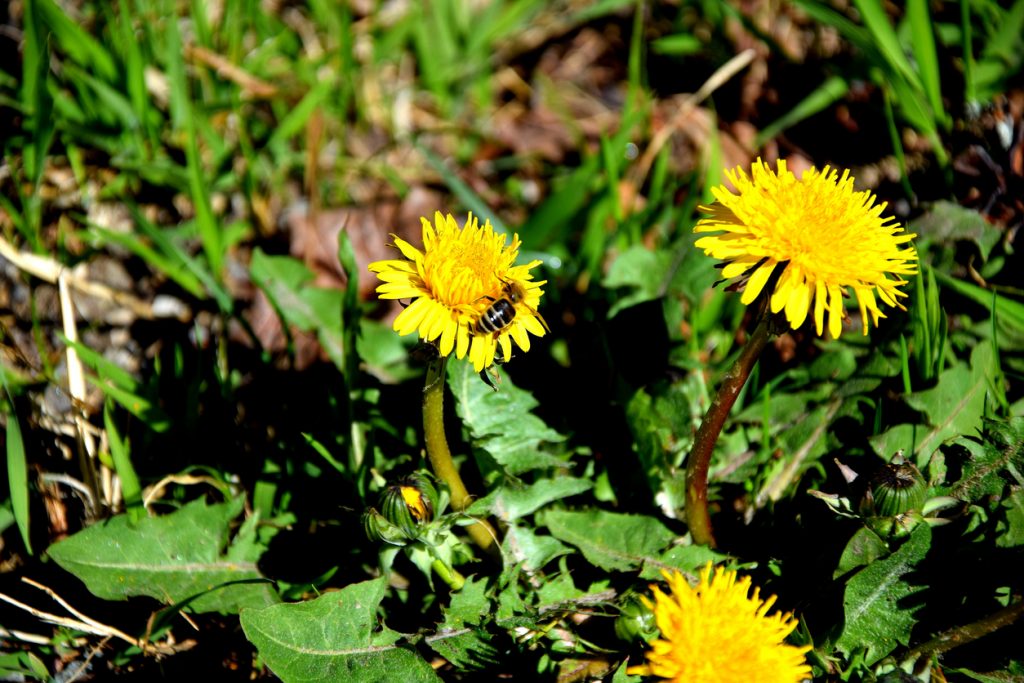 Blühender Löwenzahn mit einer Biene auf der gelben Blüte auf einer Wiese.