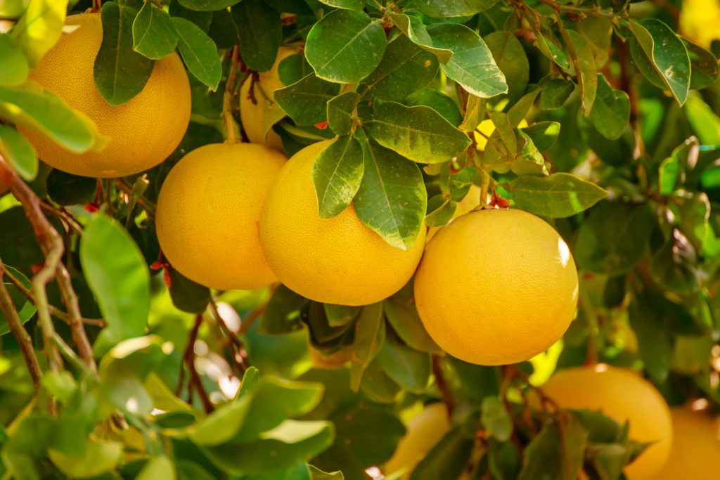 Mehrere gelbe Pomelos wachsen dicht beieinander an einem grünen Baum.