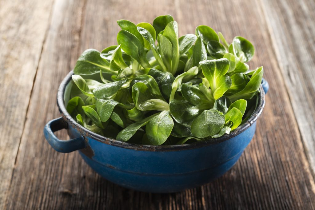 Frischer Feldsalat mit Wassertropfen in einer blauen Schüssel auf Holztisch.