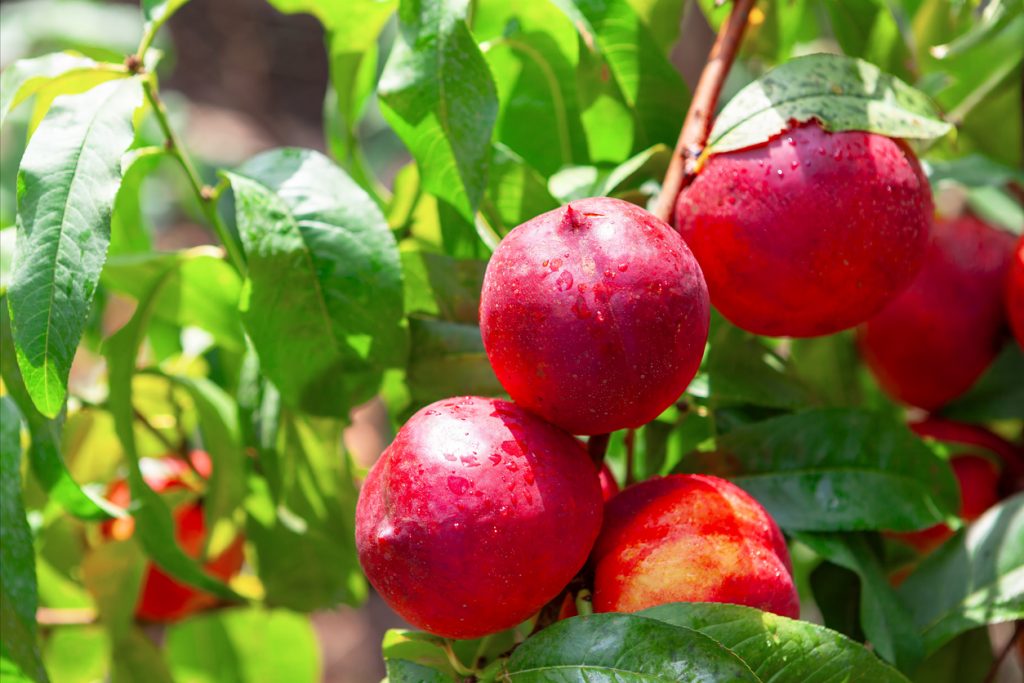 Mehrere rote Nektarinen hängen mit Wassertropfen zwischen grünen Blättern an einem Baum.