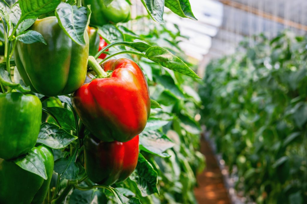 Rote und grüne Paprika hängen an dicht belaubten Pflanzen in einem Gewächshausgang.