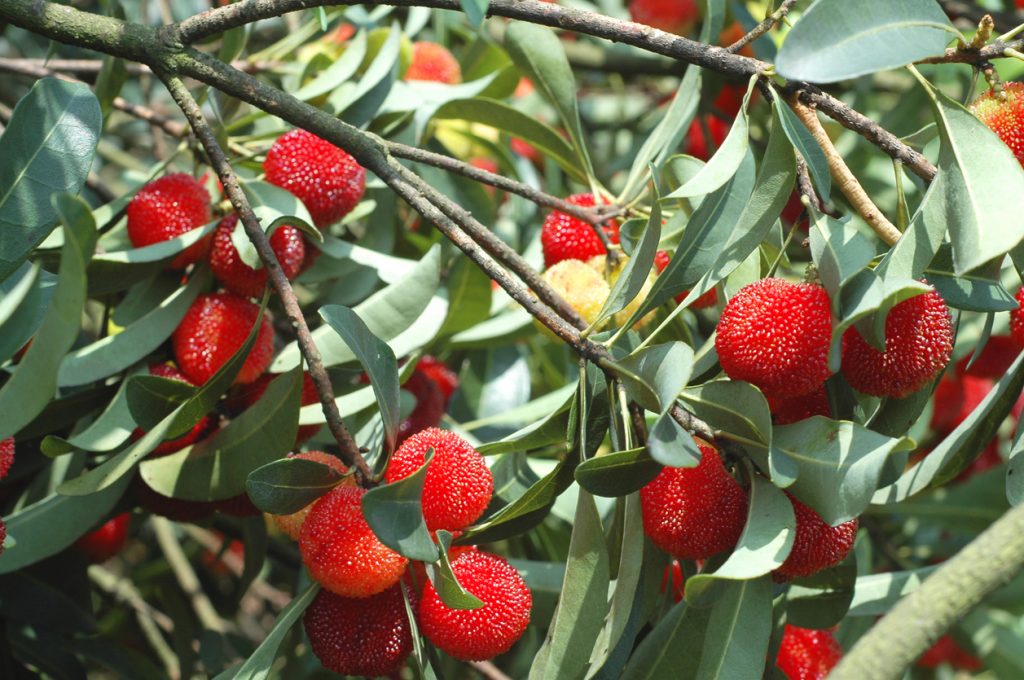 Viele rote, genoppte Früchte hängen dicht gedrängt zwischen grünen Blättern.