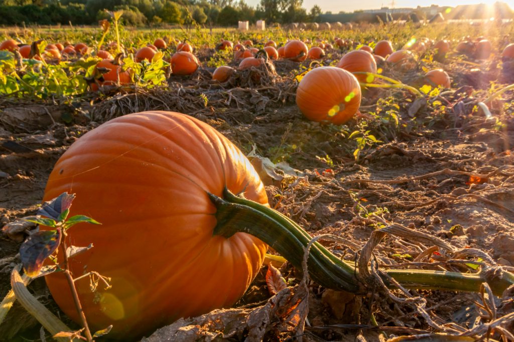Ein großer Kürbis liegt im Vordergrund eines Feldes mit vielen weiteren Kürbissen bei tief stehender Sonne.