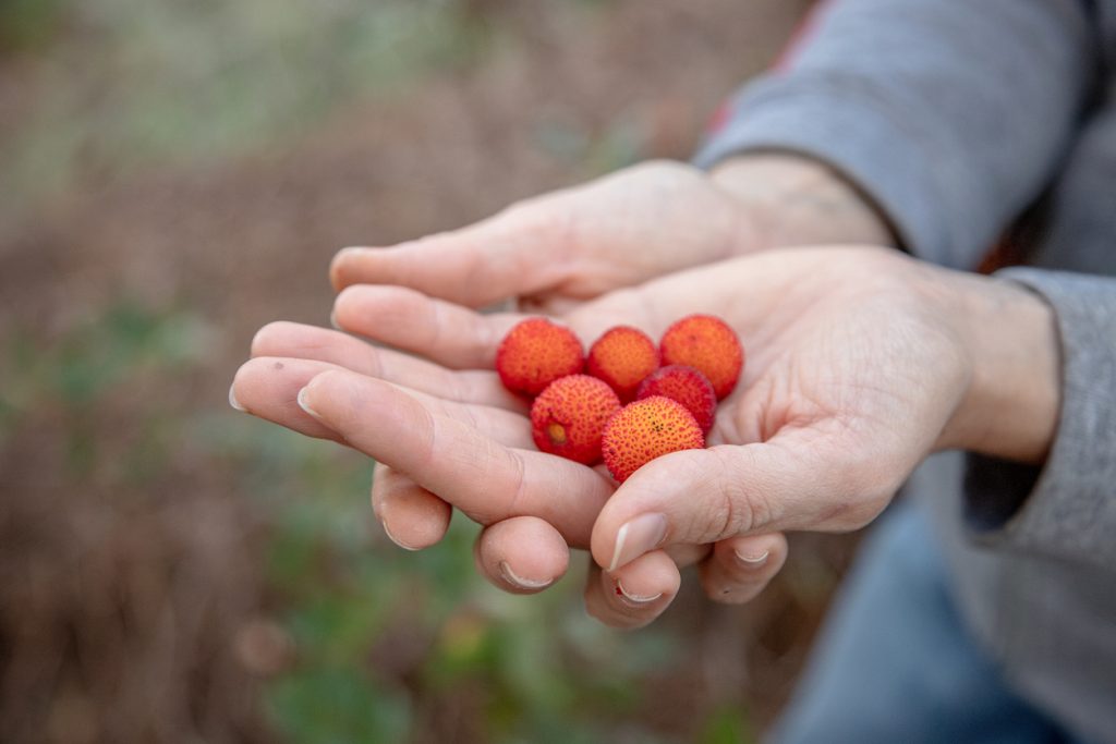 Zwei Hände halten mehrere kleine rote Beeren mit rauer Oberfläche.