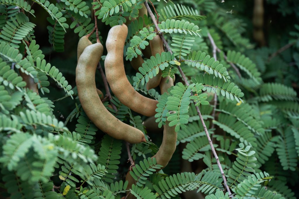 Längliche braune Schoten hängen zwischen feinen grünen Fiederblättern.
