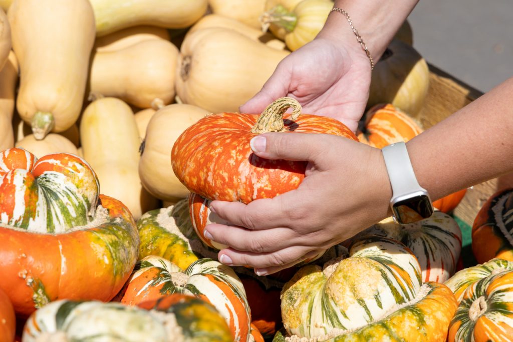 Hände halten einen orange gesprenkelten Kürbis über einer Kiste mit verschiedenen Kürbissorten.