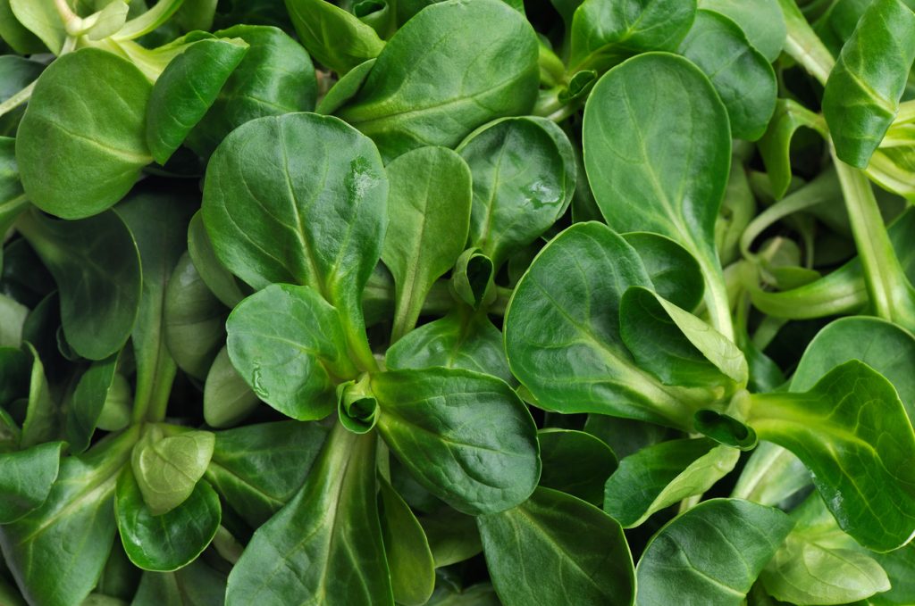 Nahaufnahme von zartem Feldsalat mit vielen grünen Blättern.