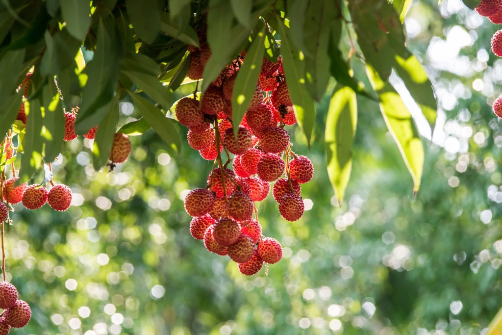 Dichte Trauben roter Litschis hängen unter grünen Blättern an einem Baum und leuchten in der Sonne.