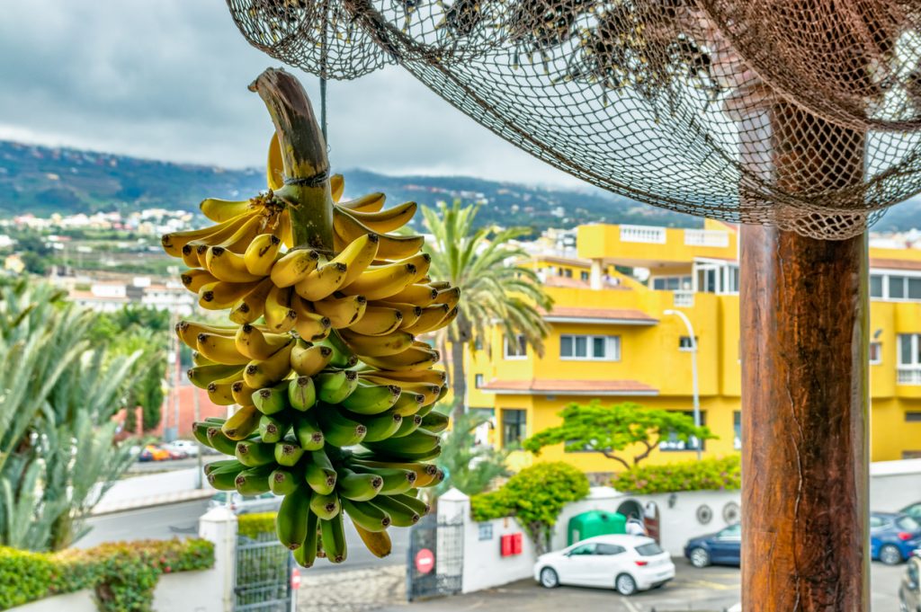 Ein Bananenbüschel hängt an einem Netz vor bunten Häusern und Palmen.