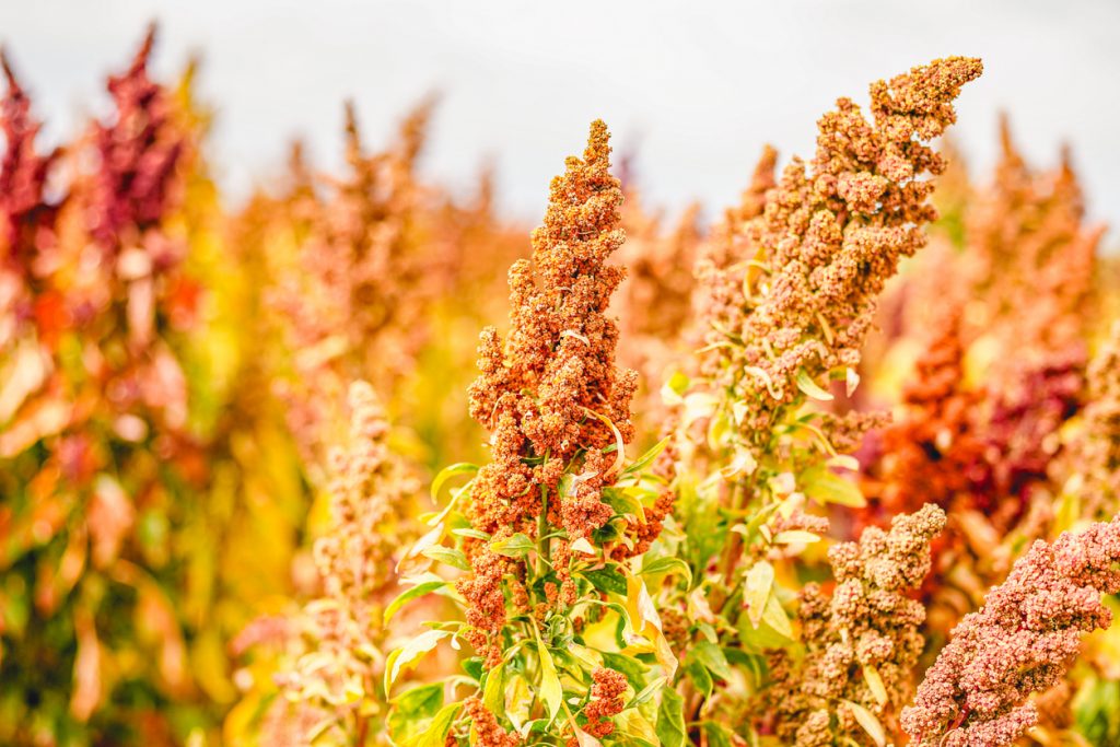 Quinoa-Pflanzen mit dichten roten Samenständen stehen in einem sonnigen Feld.