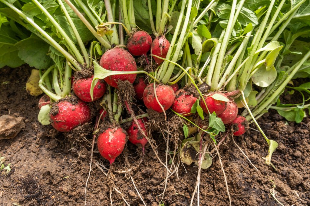 Mehrere rote Radieschen mit langen Wurzeln und Blättern liegen auf dem Boden.