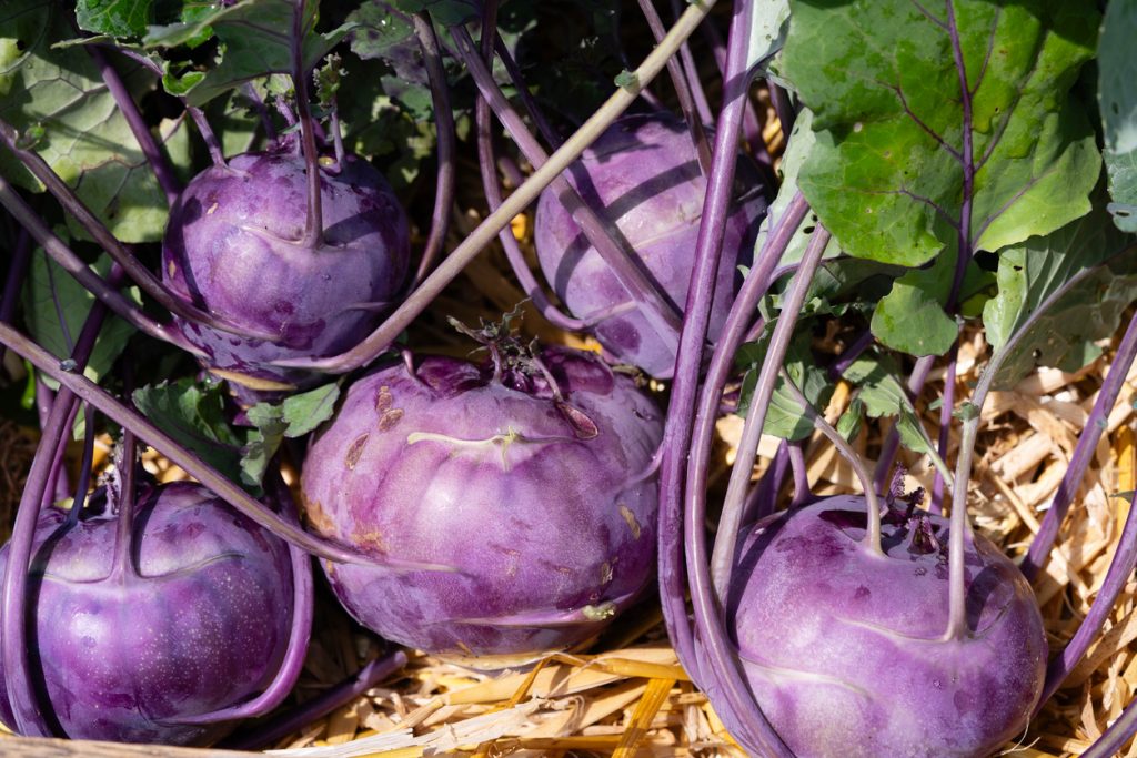 Mehrere violette Kohlrabi-Knollen liegen zwischen Stroh und grünen Blättern.