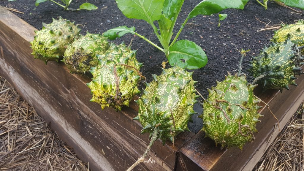 Mehrere grün-gelbe Kiwano-Früchte liegen am Rand eines Hochbeets neben der Pflanze.