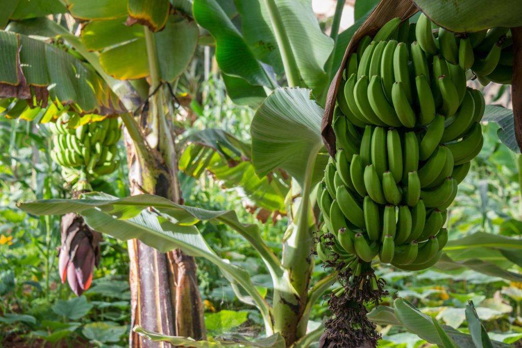 Eine große grüne Bananenstaude hängt zwischen breiten Blättern auf einer Plantage.