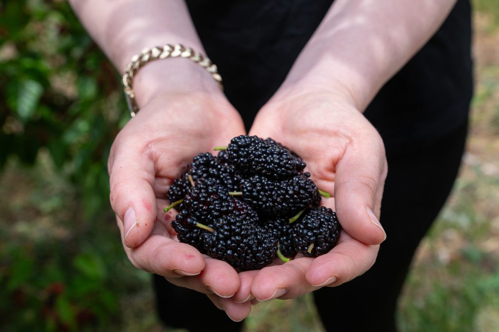 Zwei Hände halten eine Portion schwarzer Maulbeeren im Freien.