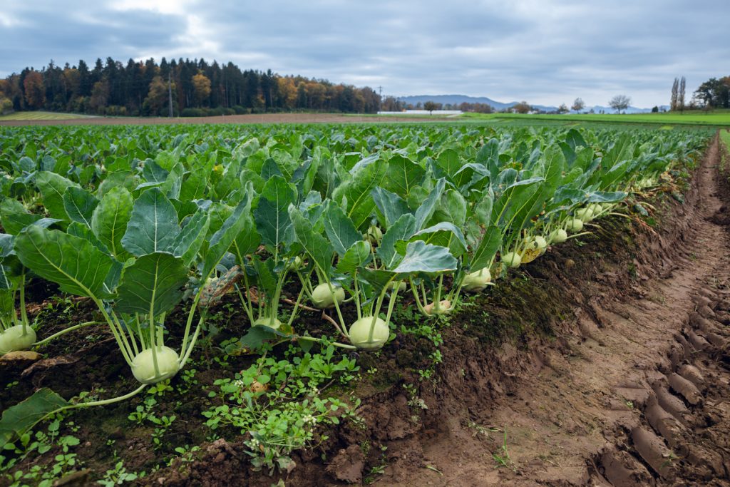 Ein Feld zeigt Reihen von Kohlrabi-Pflanzen unter einem bewölkten Himmel.