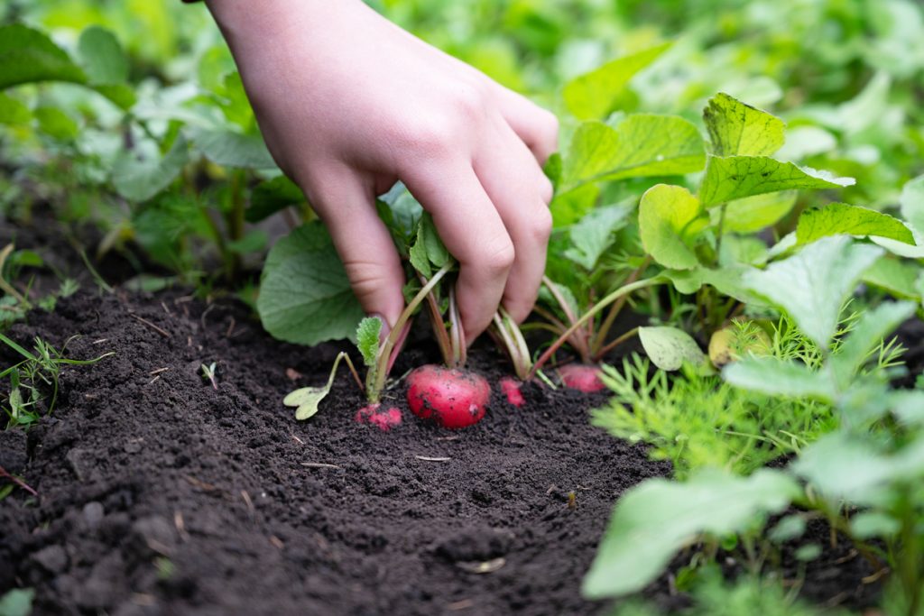 Eine Hand greift im Beet nach Radieschen zwischen grünen Blättern und lockerer Erde.