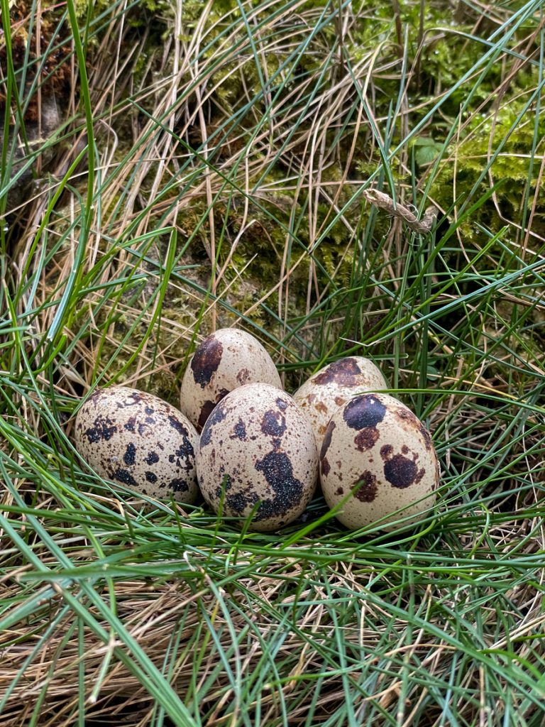 Mehrere Wachteleier liegen gesprenkelt in einem kleinen Nest aus Gras und Moos.