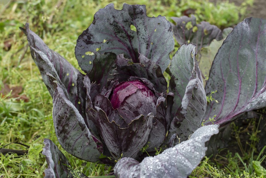 Ein Rotkohlkopf steht im Gartenboden und ist von großen dunkelvioletten Blättern umgeben.