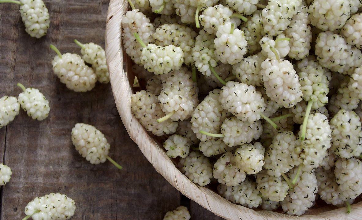 Maulbeeren: Warum sie frisch, getrocknet und im Rezept so beliebt sind