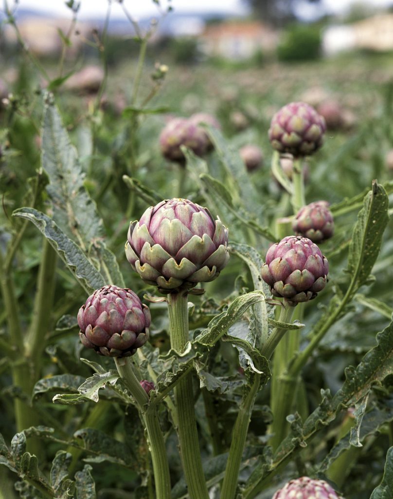 Mehrere Artischocken wachsen als violette Knospen zwischen grünen Blättern auf einem Feld.