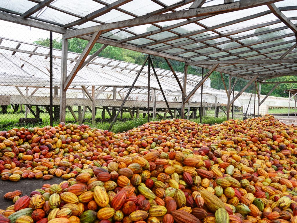 Große Mengen Kakaofrüchte liegen auf dem Boden unter einer langen offenen Halle.