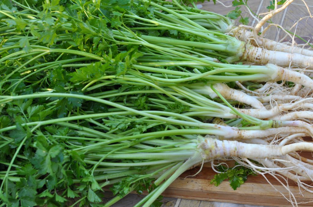 Ein Bund Petersilienwurzel mit langen grünen Stielen liegt auf einem Brett und füllt fast das ganze Bild.