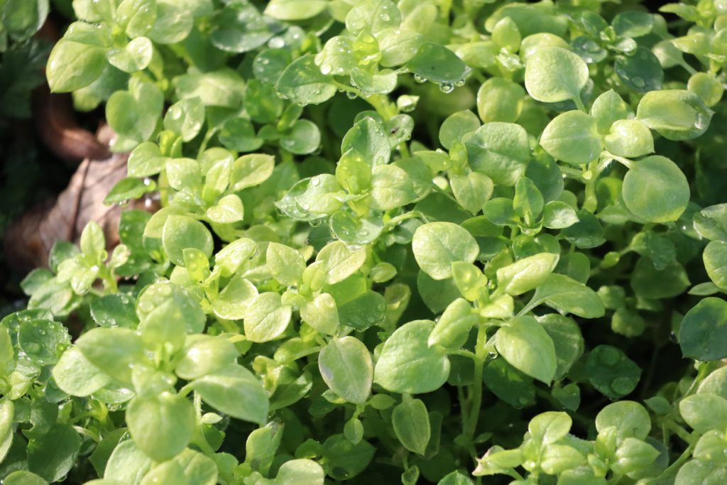Nahaufnahme von frischem Oregano mit kleinen Wassertropfen auf den Blättern.