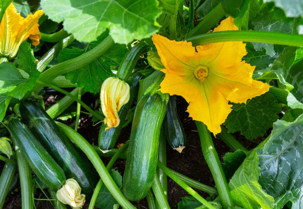 Eine große gelbe Zucchiniblüte leuchtet zwischen grünen Blättern und jungen Zucchini.