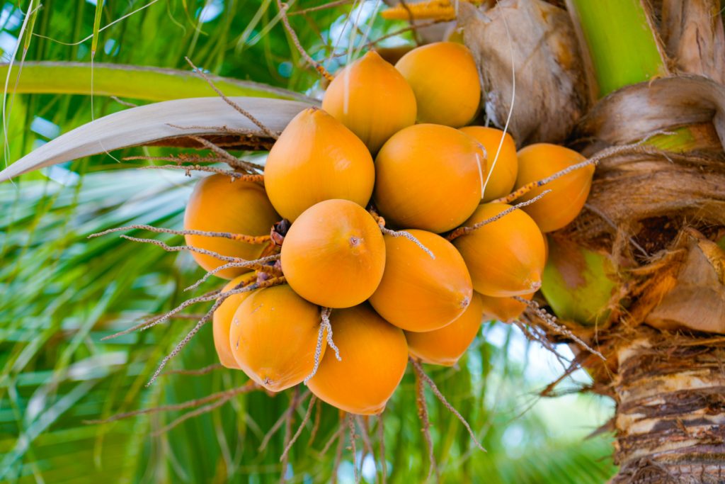 Ein großer Büschel gelber Kokosnüsse hängt an einer Palme vor einem grünen Hintergrund.