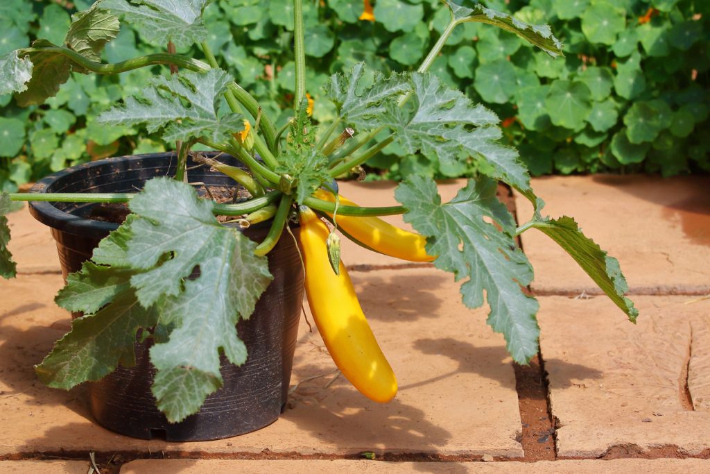 Eine Zucchinipflanze wächst im Topf und trägt eine große gelbe Zucchini.