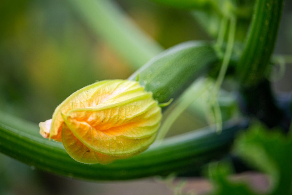 Eine gelbe Zucchiniblüte sitzt an einem grünen Stiel vor unscharfem Hintergrund.