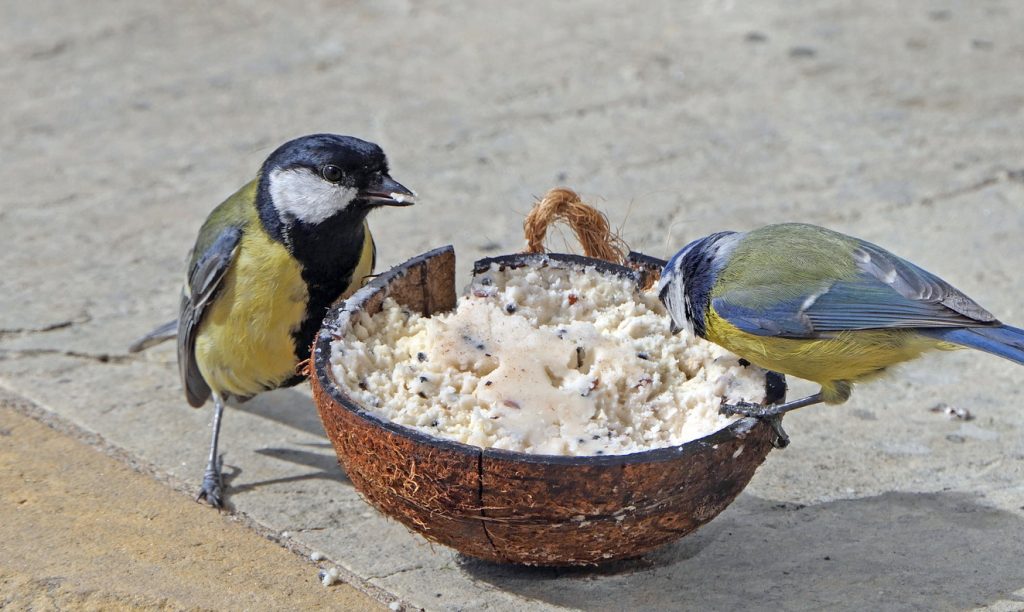 Zwei kleine Vögel sitzen neben einer halben Kokosnuss, die mit Fettfutter gefüllt ist.