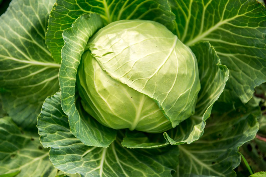 Ein großer, hellgrüner und runder Kohlkopf ist von weit gefächerten, kräftigen Außenblättern mit deutlich sichtbaren Blattadern umgeben.