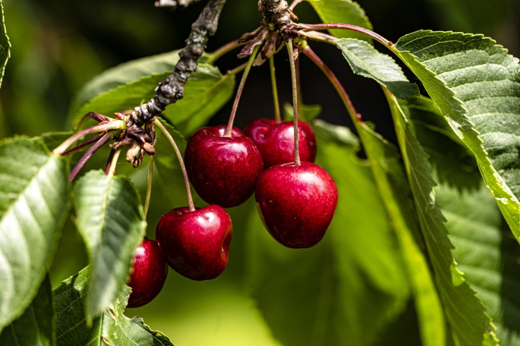 5 große, rote Kirschen hängen an ihren Stielen unter grünen Blättern; die glatte Schale reflektiert das Licht.