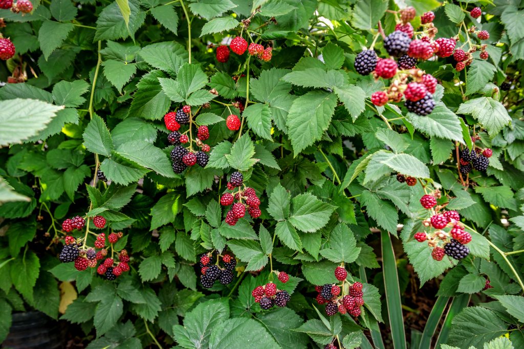 Brombeeren hängen am Strauch zwischen grünen Blättern, teils rot, teils dunkel reif.