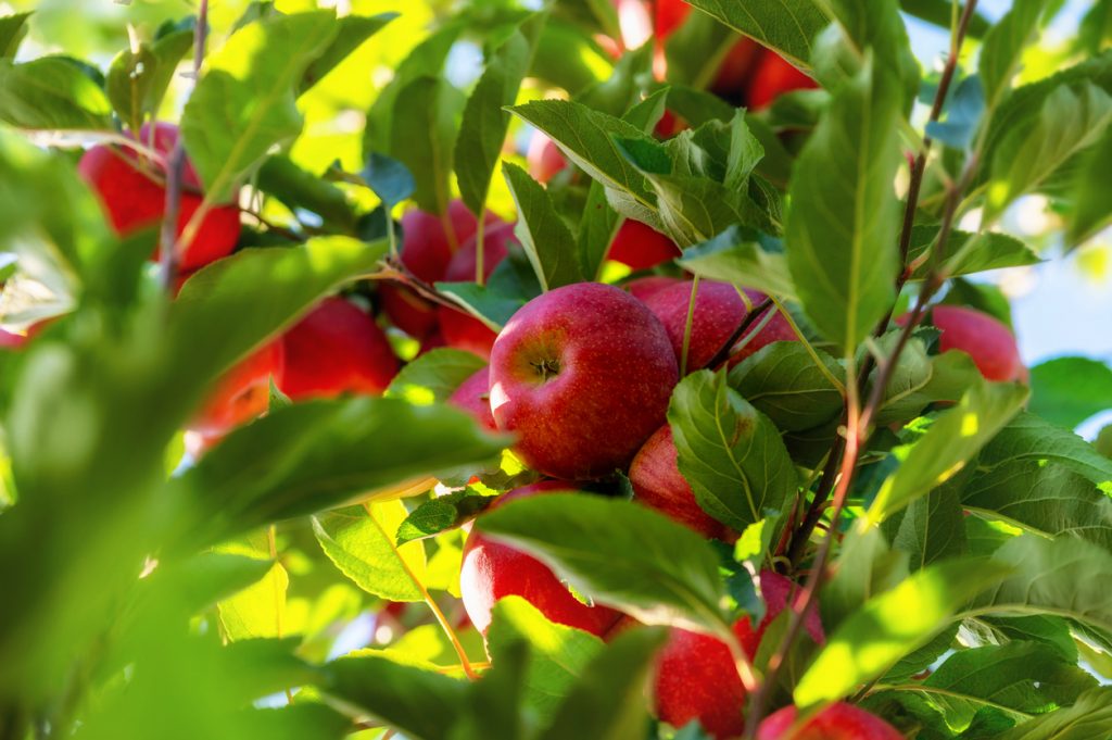 Mehrere rote Äpfel hängen zwischen grünen Blättern an einem Apfelbaum.